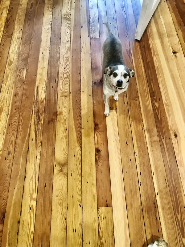 Small dog standing on a warm reclaimed pine floor