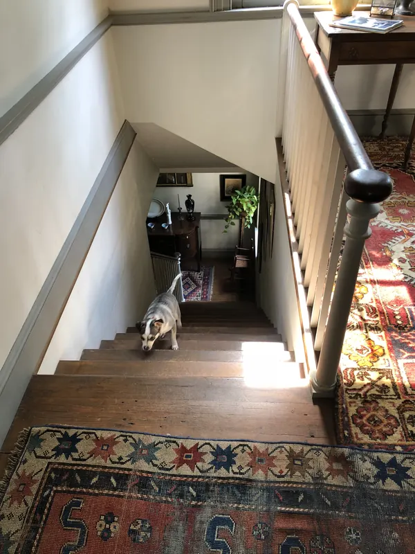 Hallway with a patterned rug, wood floor and a small dog