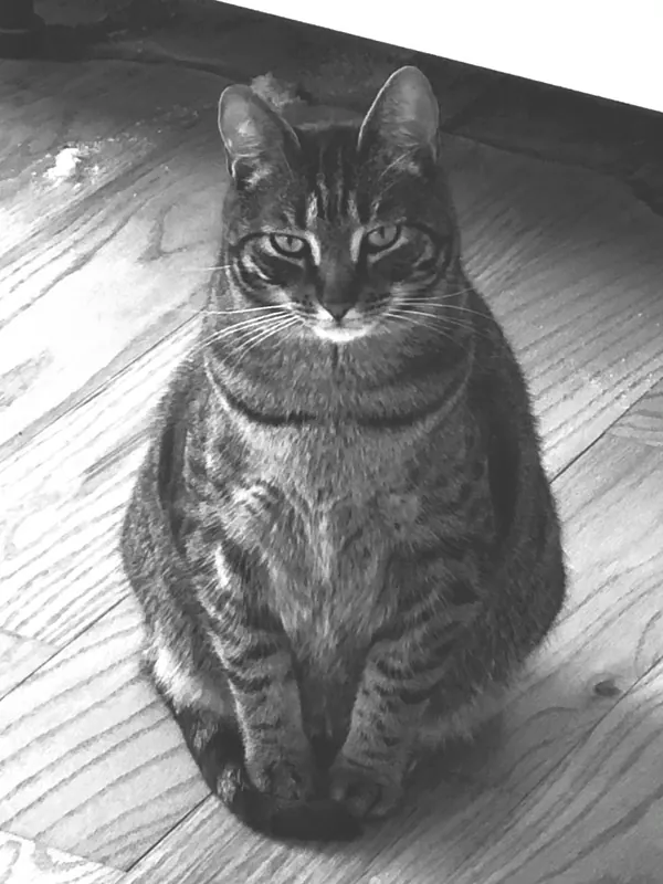 Black and white photograph of a tabby cat sitting on a wooden floor