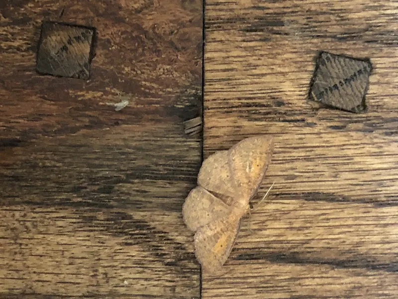 Two carved butterfly keys inlaid across splits in a dark oak floor