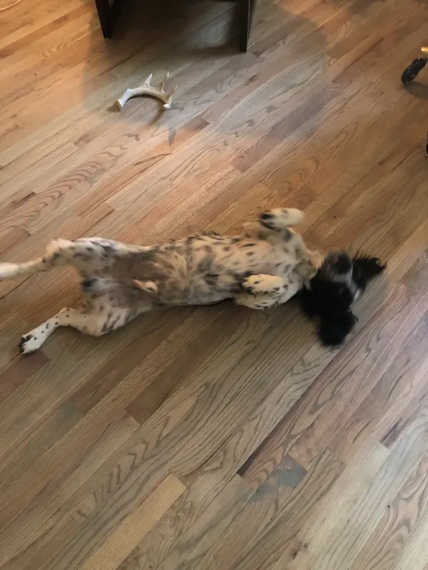 Dog stretched out asleep on a finished pine floor